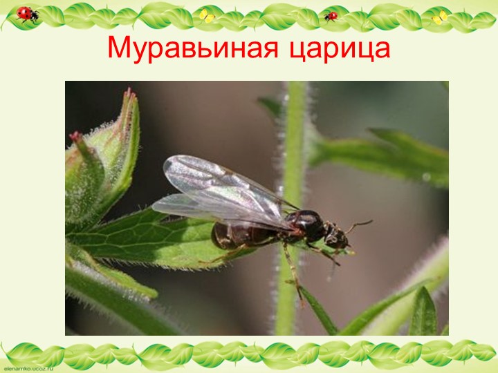 Презентация по образовательной области "Познавательное развитие" - "Муравьи - защитники леса"