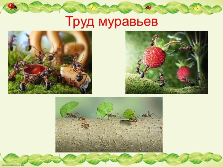 Презентация по образовательной области "Познавательное развитие" - "Муравьи - защитники леса"