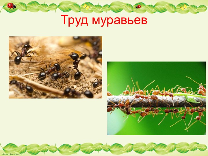 Презентация по образовательной области "Познавательное развитие" - "Муравьи - защитники леса"