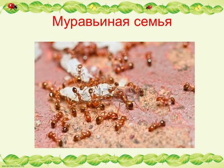 Презентация по образовательной области "Познавательное развитие" - "Муравьи - защитники леса"