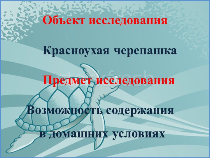 Проект на тему «Красноухая черепаха»
