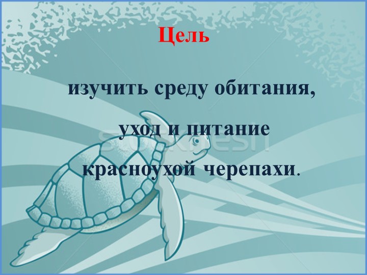 Проект на тему «Красноухая черепаха»