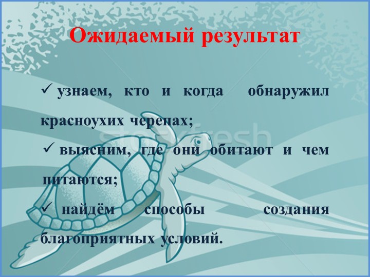 Проект на тему «Красноухая черепаха»