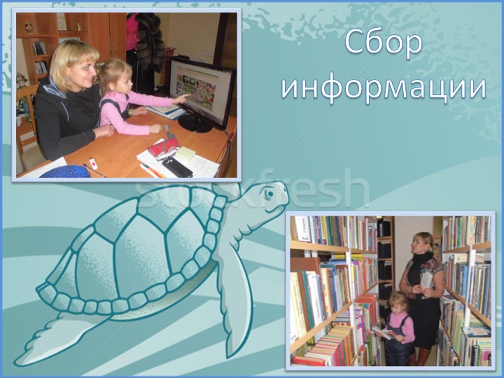 Проект на тему «Красноухая черепаха»