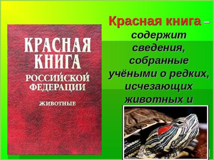Проект на тему «Красноухая черепаха»