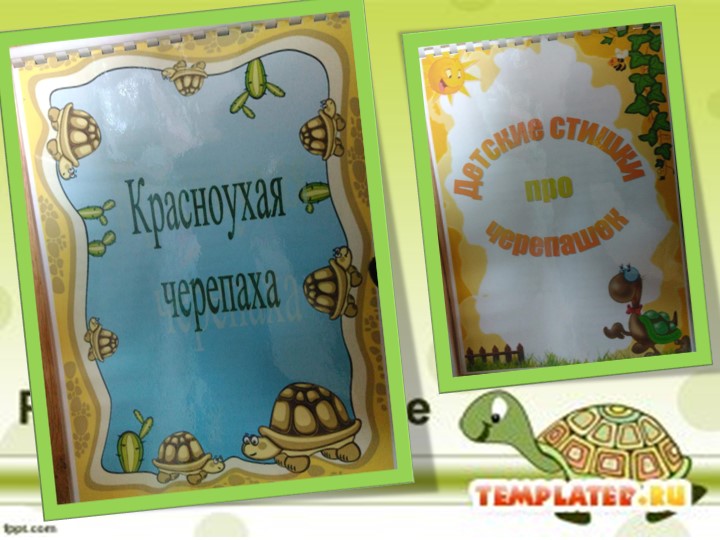 Проект на тему «Красноухая черепаха»