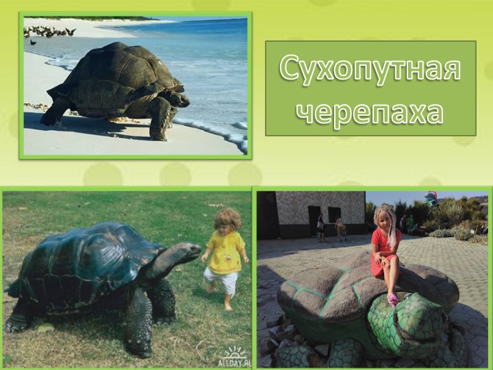 Проект на тему «Красноухая черепаха»