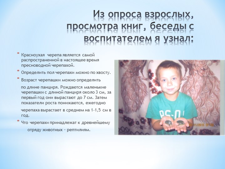 Презентация по окружающему миру на тему: "Мой друг - черепаха"