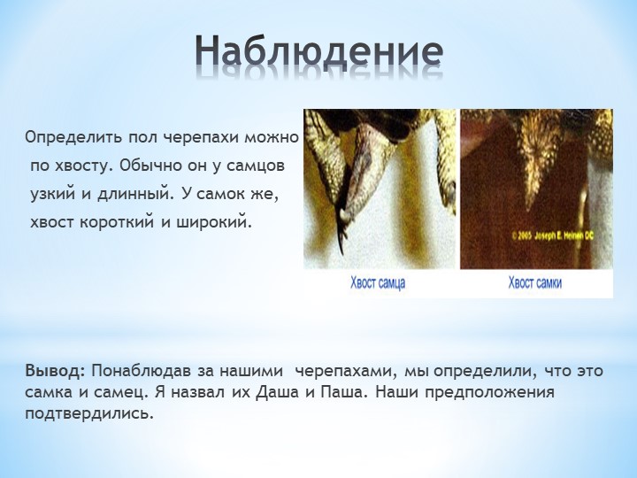 Презентация по окружающему миру на тему: "Мой друг - черепаха"