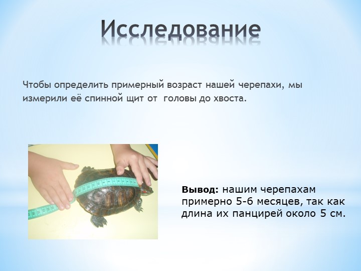 Презентация по окружающему миру на тему: "Мой друг - черепаха"