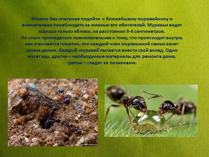 Знакомство детей дошкольного возраста с удивительным миром муравьев