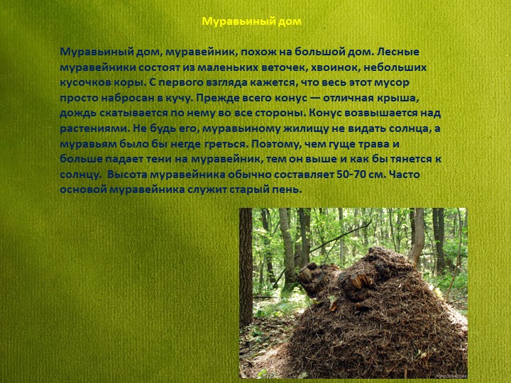 Знакомство детей дошкольного возраста с удивительным миром муравьев