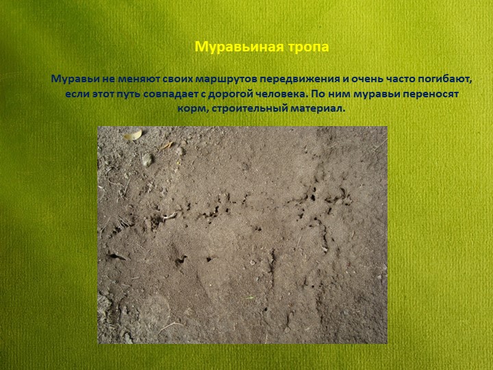Знакомство детей дошкольного возраста с удивительным миром муравьев