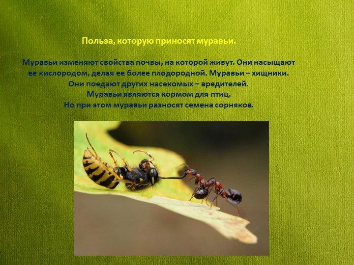 Знакомство детей дошкольного возраста с удивительным миром муравьев