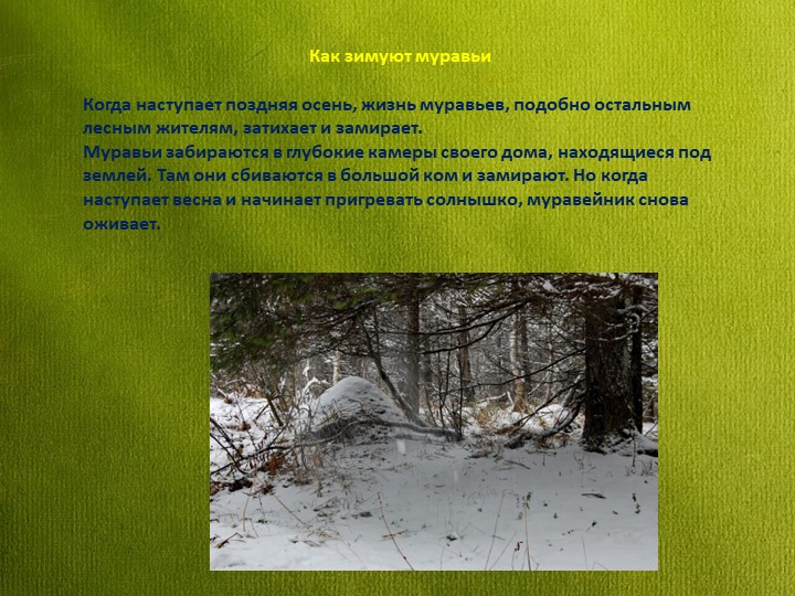 Знакомство детей дошкольного возраста с удивительным миром муравьев