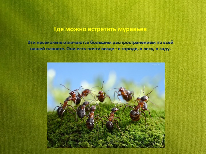 Знакомство детей дошкольного возраста с удивительным миром муравьев