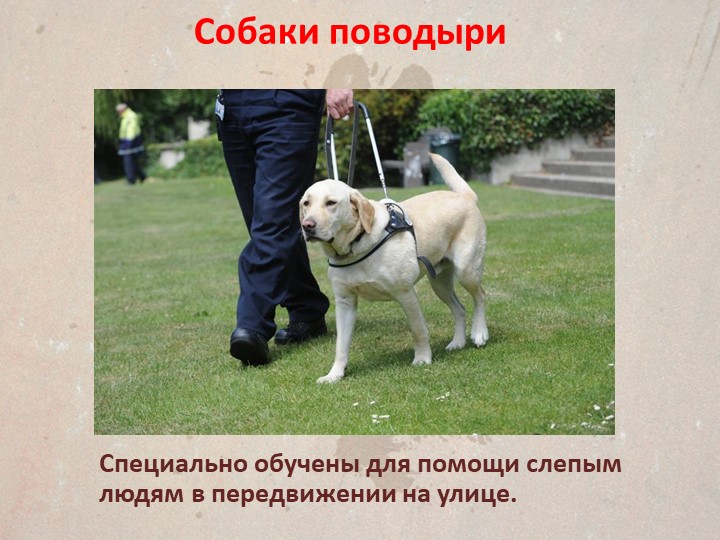Презентация " Собаки поводыри"