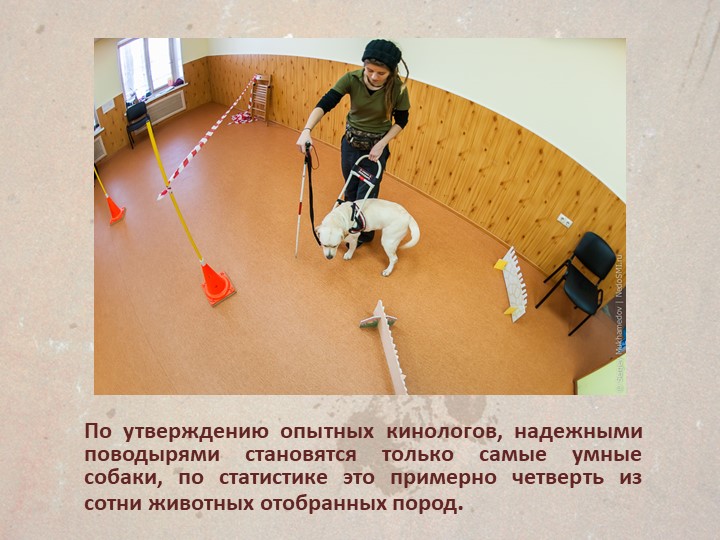 Презентация " Собаки поводыри"