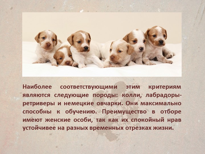 Презентация " Собаки поводыри"