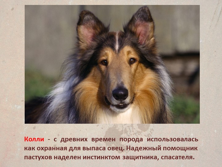 Презентация " Собаки поводыри"