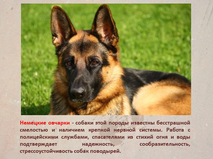 Презентация " Собаки поводыри"
