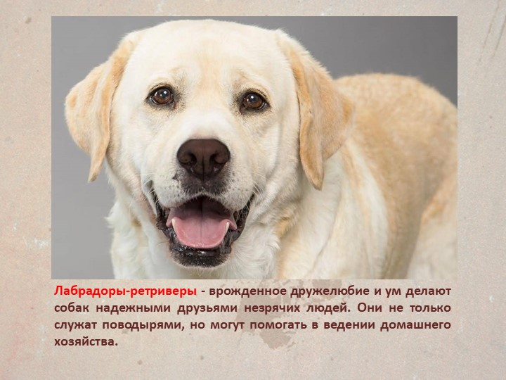 Презентация " Собаки поводыри"