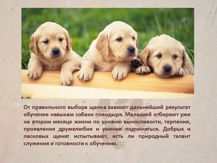 Презентация " Собаки поводыри"