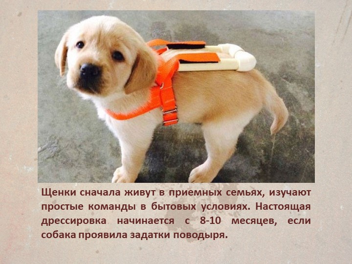 Презентация " Собаки поводыри"