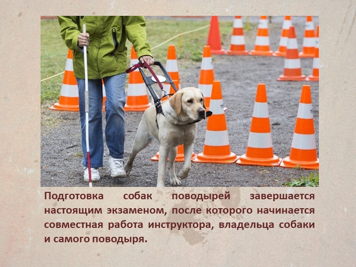 Презентация " Собаки поводыри"