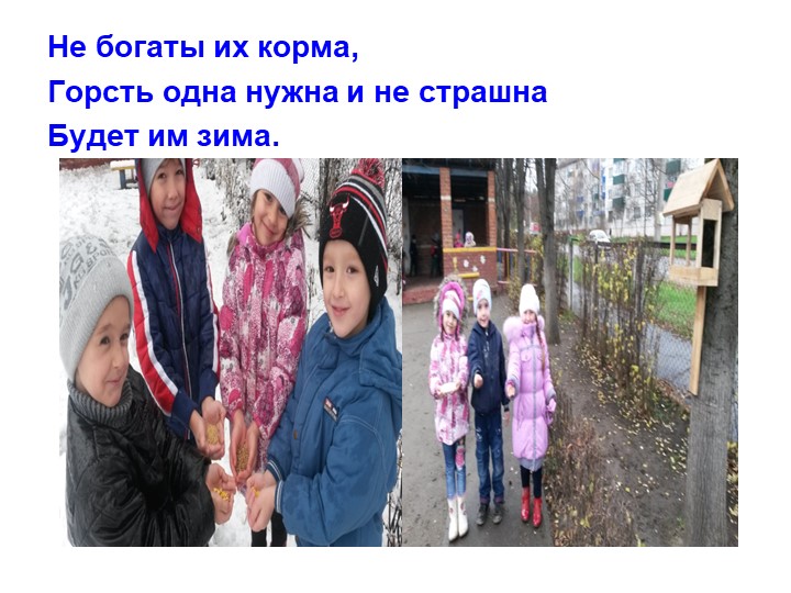 Презентация экологическое воспитание "Покормите птиц зимой".