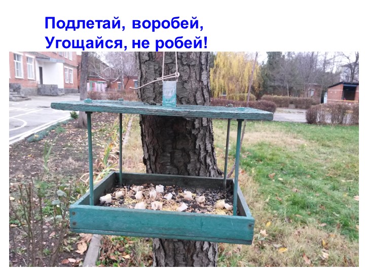 Презентация экологическое воспитание "Покормите птиц зимой".