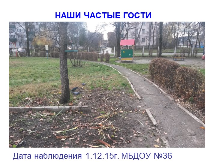 Презентация экологическое воспитание "Покормите птиц зимой".