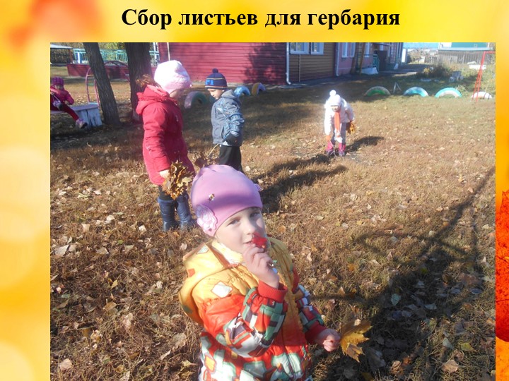 Презентация проекта "Деревья - наши друзья!"