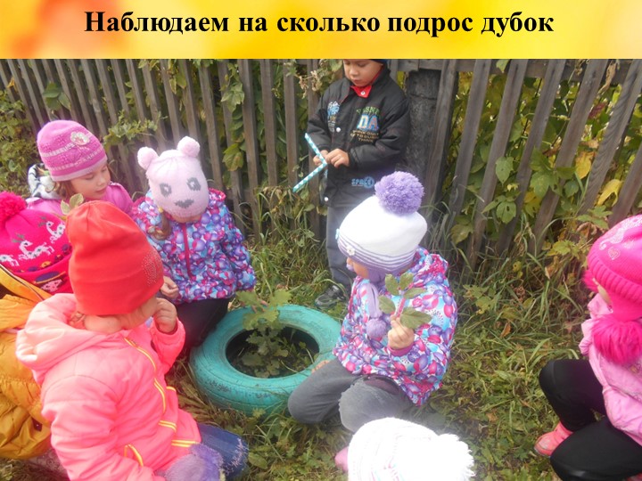 Презентация проекта "Деревья - наши друзья!"