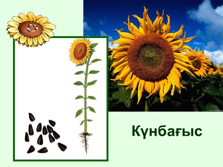 "Тірі және өлі табиғат" балаларға арналған презентация