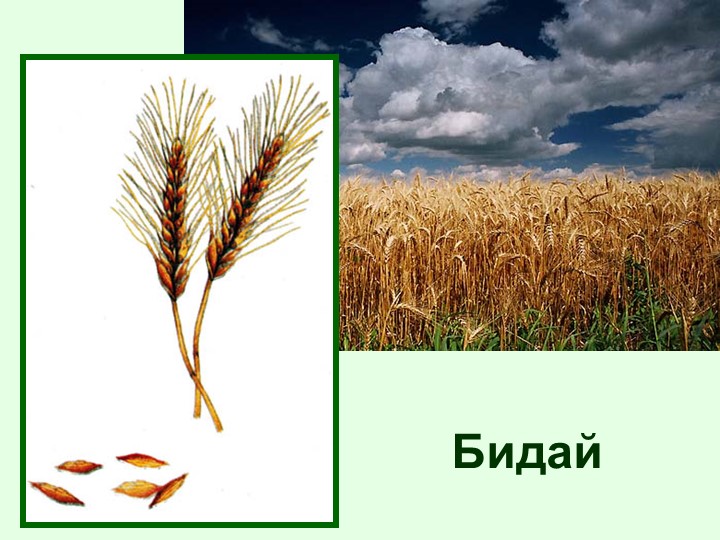 "Тірі және өлі табиғат" балаларға арналған презентация