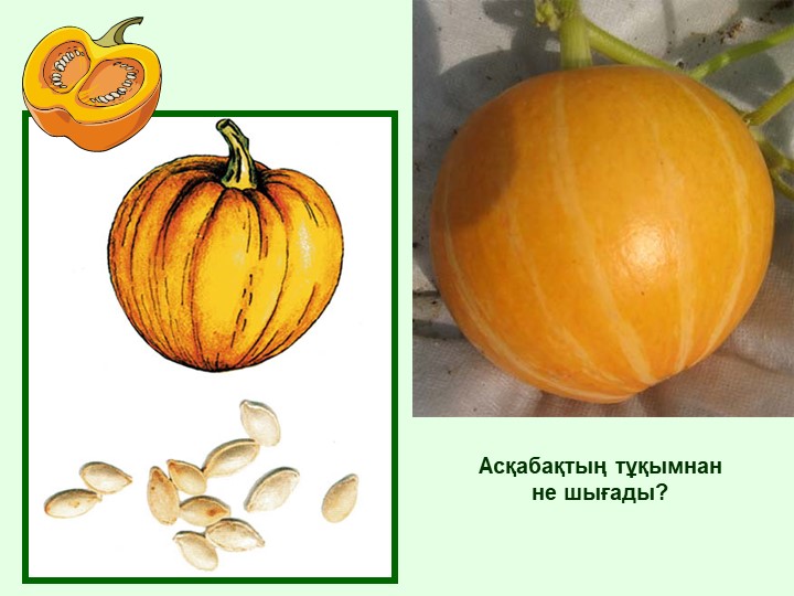 "Тірі және өлі табиғат" балаларға арналған презентация