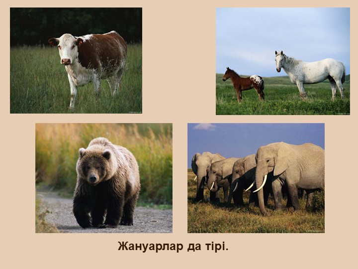 "Тірі және өлі табиғат" балаларға арналған презентация