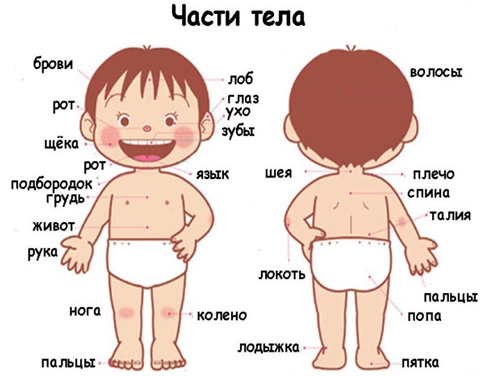 Презентация к занятию по первой помощи "Части тела"