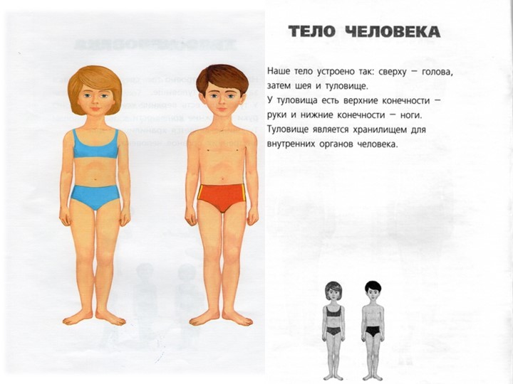 Презентация к занятию по первой помощи "Части тела"