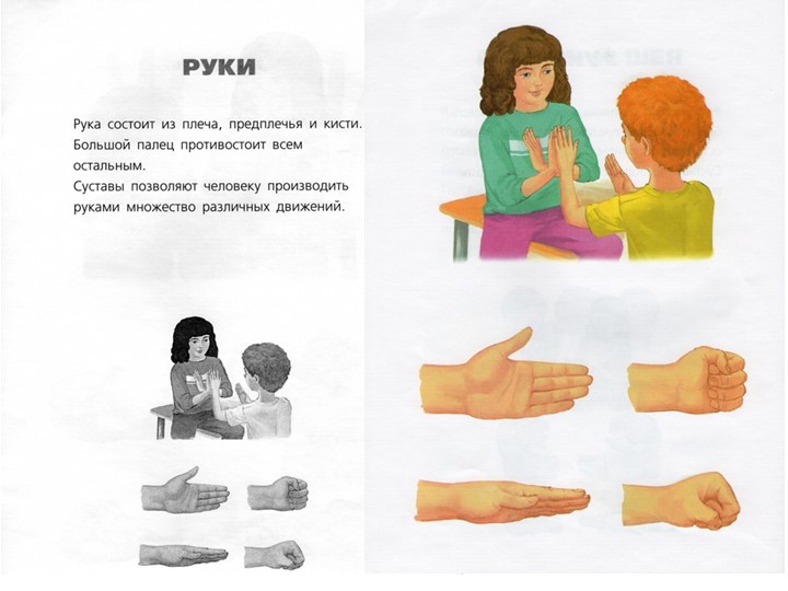 Презентация к занятию по первой помощи "Части тела"