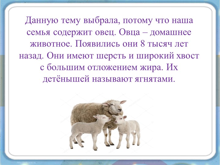 Проект на тему «Овца, как одна из основ экологической культуры»