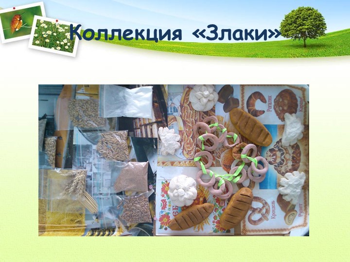 Проект "Откуда хлеб пришел"
