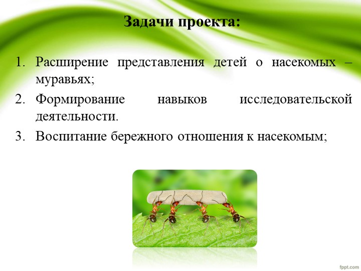 Презентация по проекту "Удивительные муравьишки"