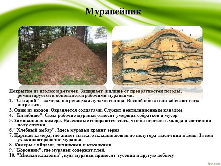 Презентация по проекту "Удивительные муравьишки"
