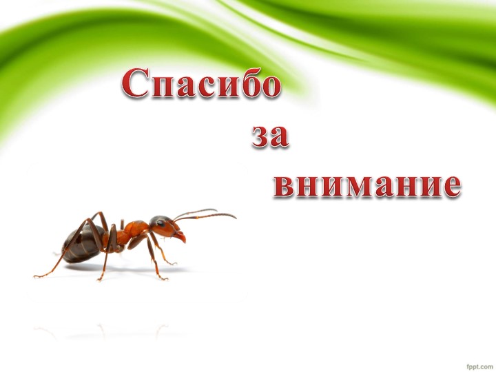 Презентация по проекту "Удивительные муравьишки"