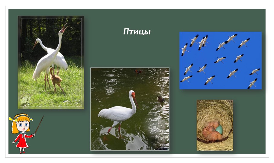 Презентация по ознакомлению с окружающим миром для детей 5-7 лет