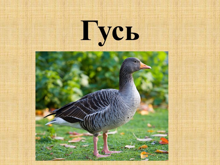 Презентация ко Дню птиц