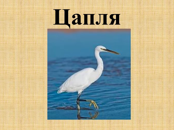 Презентация ко Дню птиц