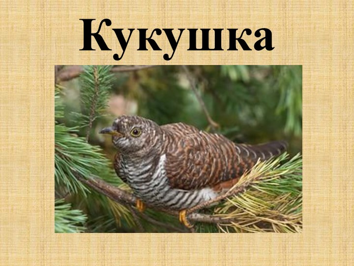 Презентация ко Дню птиц